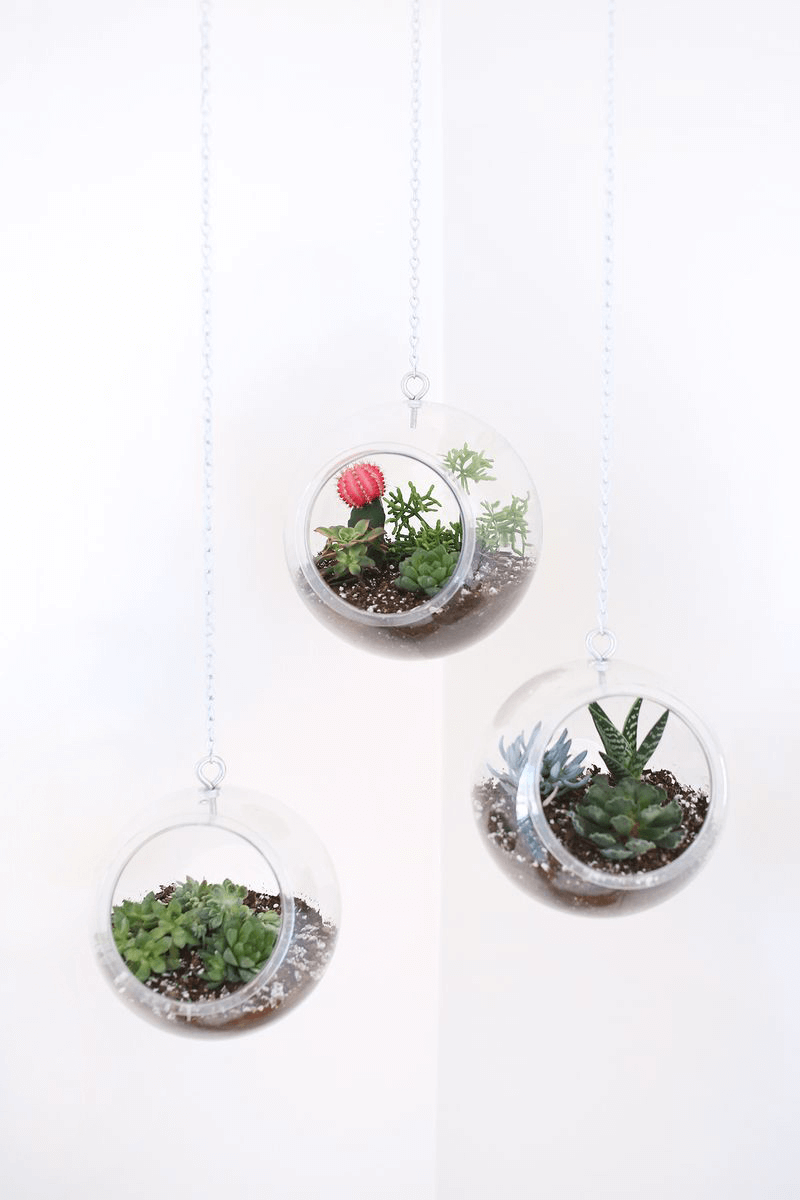 hanging fish bowl plants