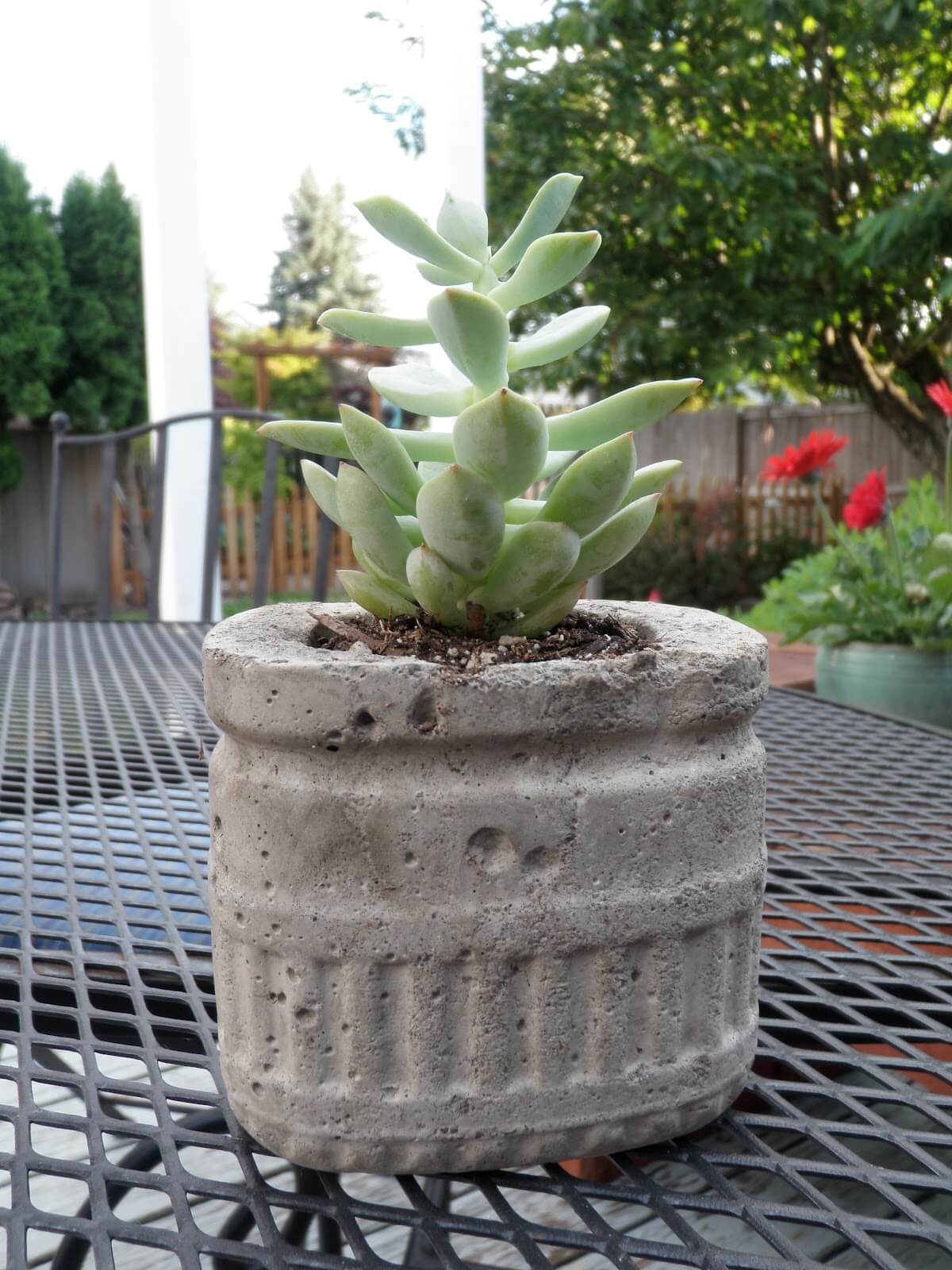 diy concrete succulent planter